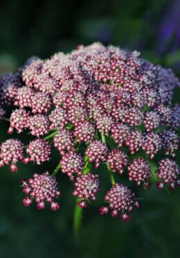 Ornamental Carrot Purple Dragon web_1139449880 scaled