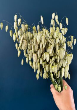 Ornamental Grass Briza LAH 2025 web IMG_1758 scaled