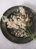 Ornamental Grass Silver Queen LAH 2025 web _DSF6786 scaled