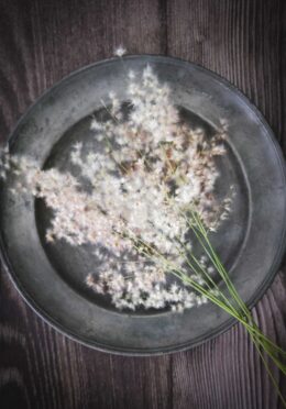 Ornamental Grass Silver Queen LAH 2025 web_DSF6782 scaled