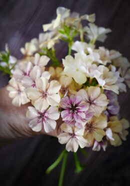 Phlox Creme Brulee LAH 2025 web _DSF6873 scaled