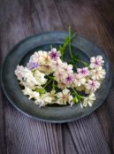 Phlox Creme Brulee LAH 2025 web_DSF6866 scaled