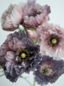 Poppy Amazing Grey web_2151397387 scaled