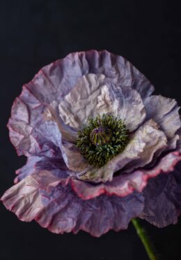 Poppy Amazing Grey web_2647319945 scaled