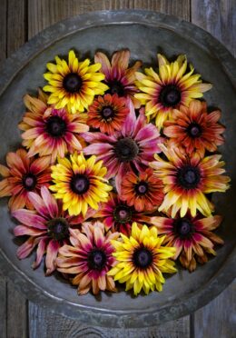 Rudbekia Sahara LAH 2025 web _DSF8021 scaled