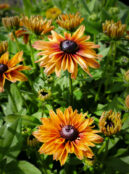 Rudbekia Sahara LAH 2025 web_DSF6881 scaled