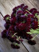 Scabious Black Knight LAH 2025 web _DSF6346 scaled