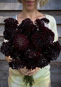 Scabious Black Knight LAH 2025 web IMG_2292 scaled