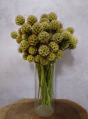 Scabios Paper Moon LAH 2025 web _DSF6248 scaled