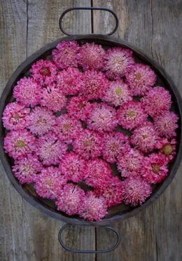 Scabious Salmon Queen LAH 2025 web _DSF7415 scaled