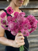 Scabious Salmon Queen LAH 2025 web IMG_2935 scaled