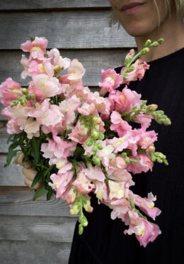 Snapdragon Apple Blossom LAH 2025 web IMG_2276 scaled