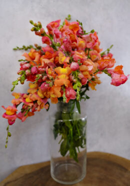 Snapdragon Orange Wonder LAH 2025 web _DSF6264 scaled