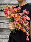 Snapdragon Orange Wonder LAH 2025 web  scaled