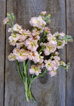 Stock Apricot Column LAH 2025 web_DSF7419 scaled