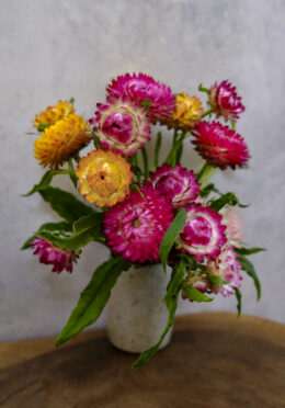 Straw Flower Swiss Giants LAH 2025 web _DSF5487 scaled