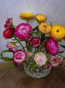 Straw Flower Swiss Giants LAH web _DSF5497 scaled