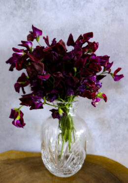 Sweet Pea Black Knight LAH 2025 web _DSF5784 scaled