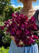 Sweet Pea Black Knight LAH 2025 web IMG_2058 scaled