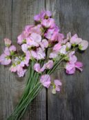 Sweet Pea Mollie Rilestone LAH 2025 web _DSF5383 scaled