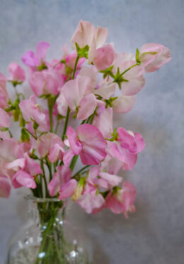 Sweet Pea Mollie Rilestone LAH 2025 web _DSF5394 scaled
