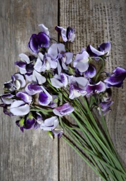 Sweet Pea Nimbus LAH 2025 web_DSF5400 scaled