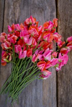 Sweet Pea Prince Of Orange LAH 2025 web _DSF5770 scaled