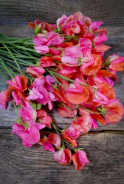 Sweet Pea Prince Of Orange LAH 2025 web _DSF5773 scaled