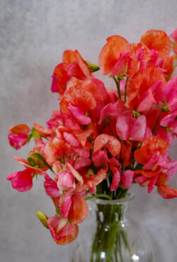 Sweet Pea Prince Of Orange LAH 2025 web _DSF5781 scaled