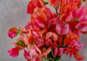 Sweet Pea Prince Of Orange LAH 2025 web _DSF5781 scaled