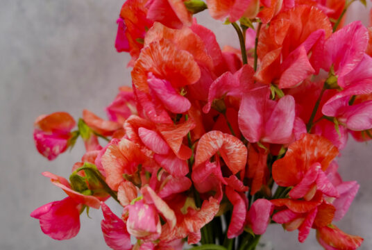 Sweet Pea Prince Of Orange LAH 2025 web _DSF5781 scaled