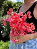 Sweet Pea Prince Of Orange LAH 2025 web IMG_2050 scaled