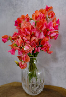 Sweet Pea Prince Of Orange LAH 2025 web_DSF5777 scaled