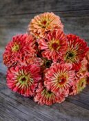 Zinnia Benerys Giant Salmon LAH 2025 web _DSF5738 scaled