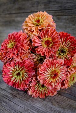 Zinnia Benerys Giant Salmon LAH 2025 web _DSF5738 scaled