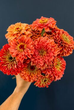 Zinnia Benerys Giant Salmon LAH 2025 web _DSF5746 scaled