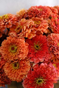 Zinnia Benerys Giant Salmon LAH 2025 web _DSF7482 scaled