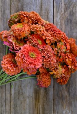 Zinnia Benerys Giant Salmon LAH 2025 web _DSF7484 scaled