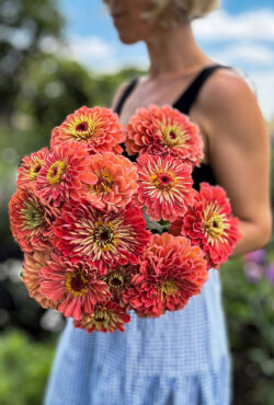 Zinnia Benerys Giant Salmon LAH 2025 web IMG_2038 1 scaled