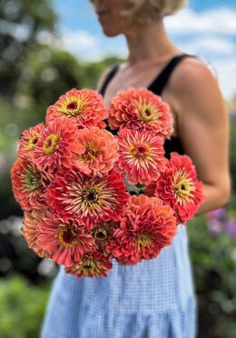 Zinnia Benerys Giant Salmon LAH 2025 web IMG_2038 1 scaled