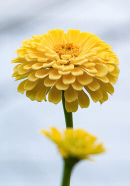 Zinnia Isabellina web_1183325269 scaled