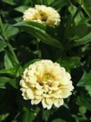 Zinnia Isabellina LAH 2025 web _DSF6691 scaled