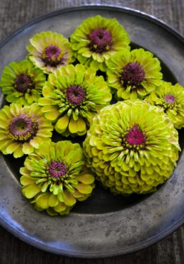 Zinnia Queen Lime Blotch LAH 2025 web _DSF7460 scaled