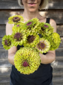 Zinnia Queen Lime Blotch LAH 2025 web IMG_2948 scaled