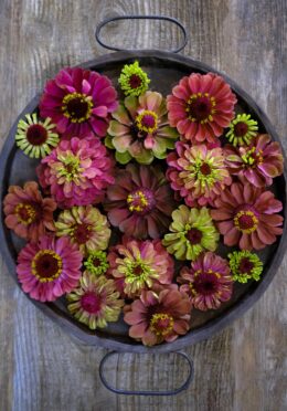 Zinnia Queen Lime Red LAH 2025 web _DSF6245 scaled