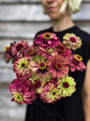 Zinnia Queen Lime Red LAH 2025 web IMG_2256 scaled