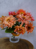 Zinnia Senorita LAH 2025 web _DSF5761 scaled