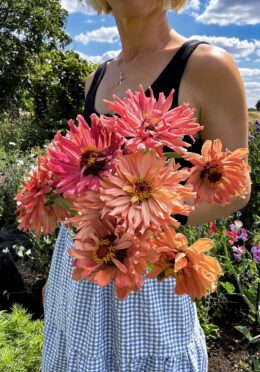 Zinnia Senorita LAH 2025 web IMG_2045 scaled