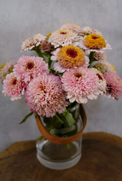 Zinnia Zinderella Lilac LAH 2025 web _DSF6273 scaled