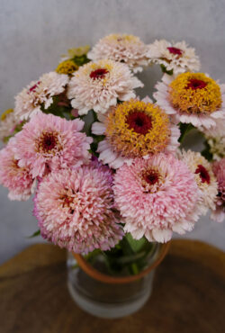 Zinnia Zinderella Lilac LAH 2025 web _DSF6274 scaled